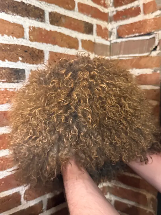 Goat Fur Papakha Special held in a hand: tight golden brown curls seen close up